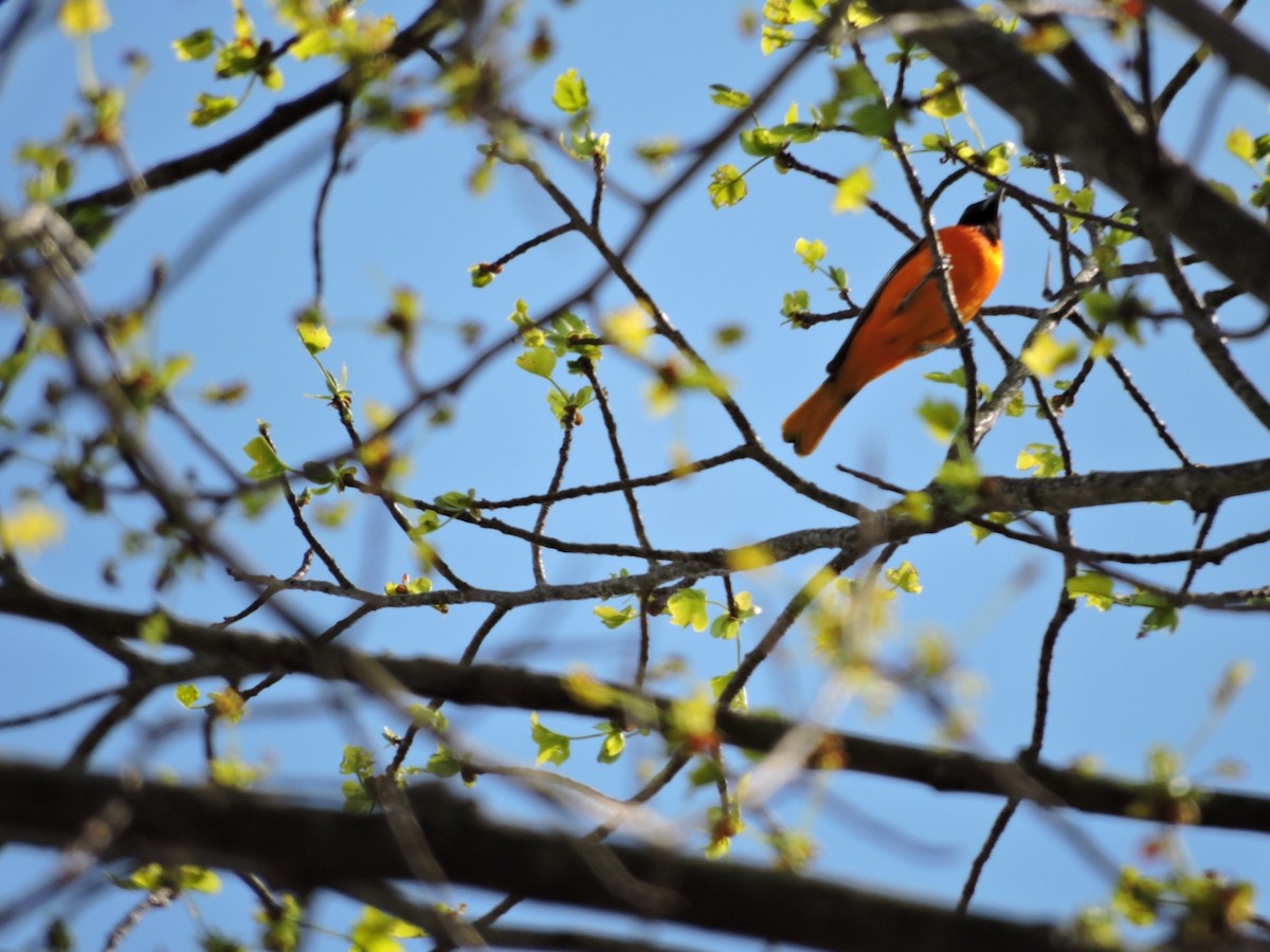 Oriole de Baltimore - ML27674821