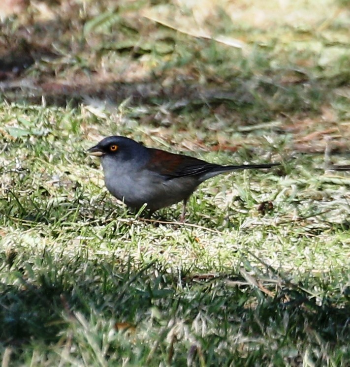 Yellow-eyed Junco - ML276748241