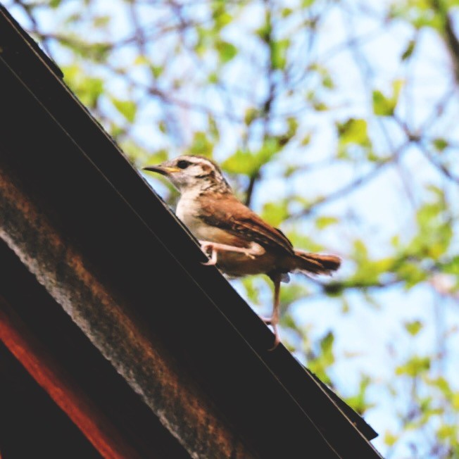 Carolina Wren - ML27674831