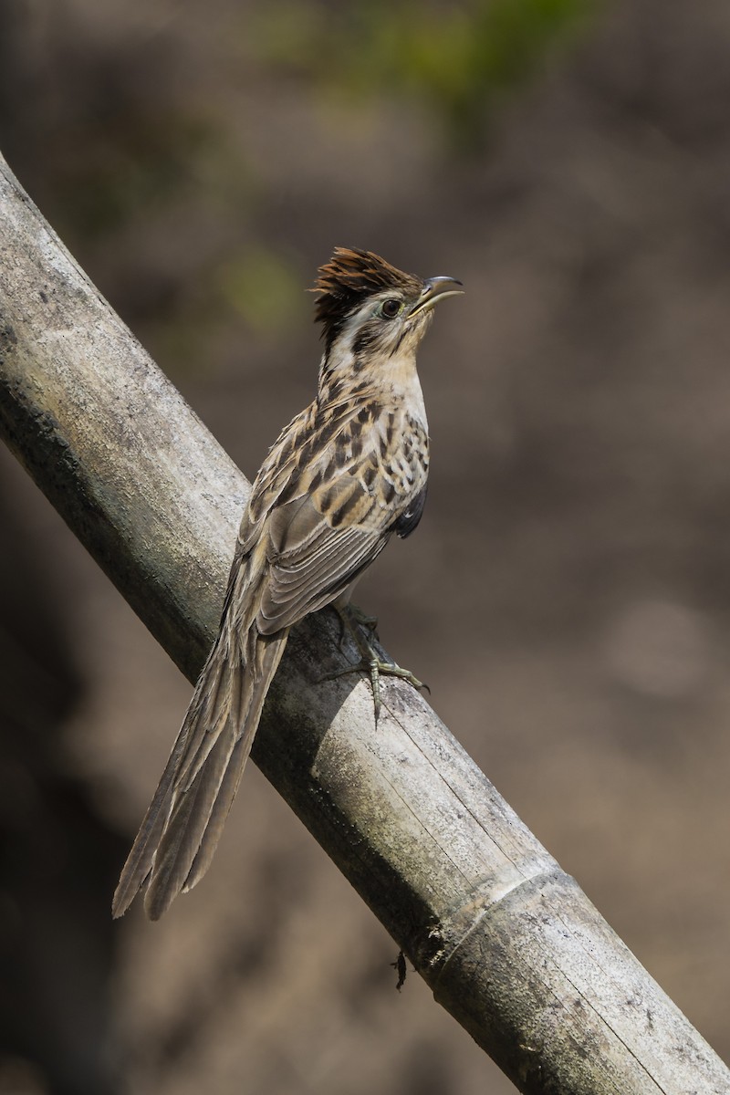 Striped Cuckoo - ML276748421