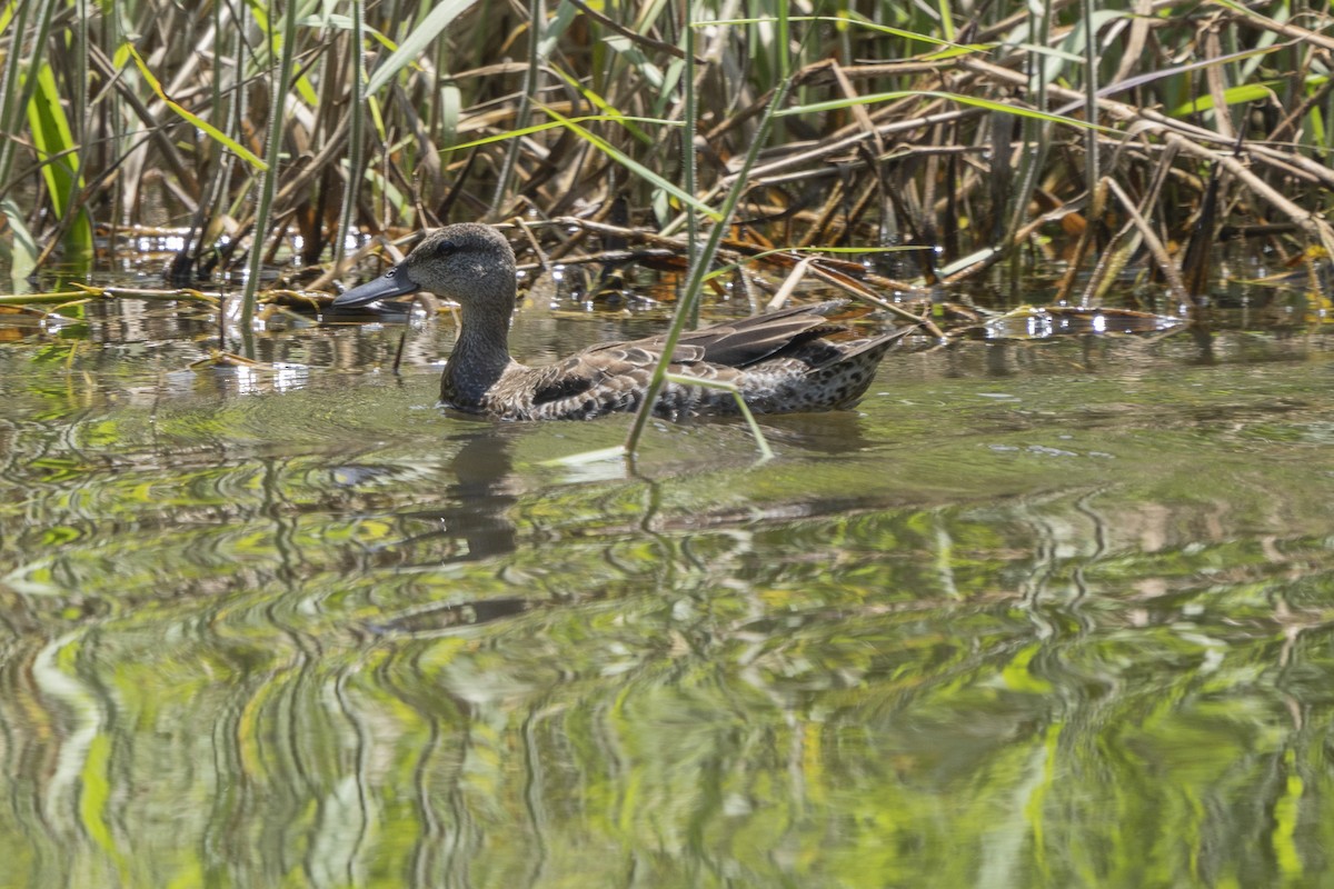 Blue-winged Teal - Elías  Suárez