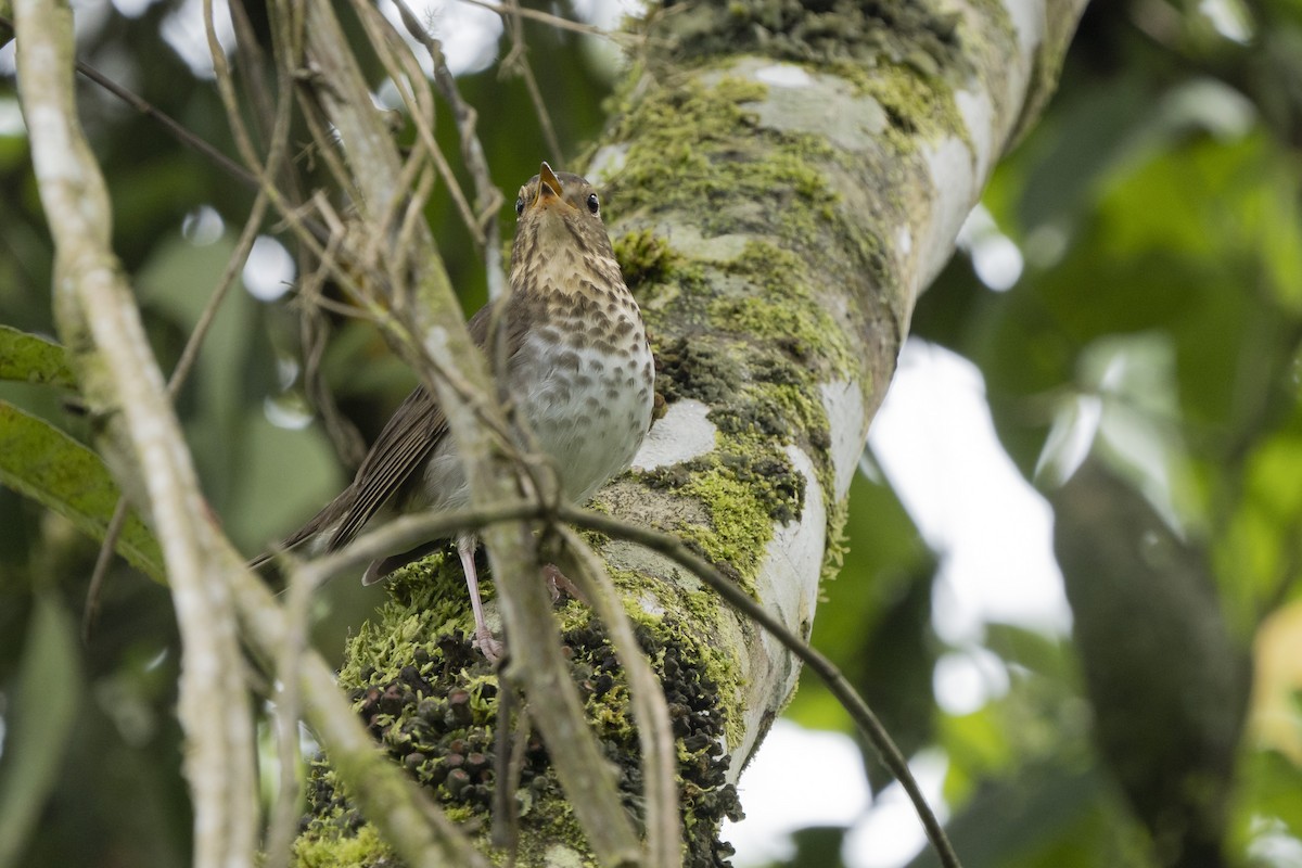 Swainson's Thrush - ML276749051