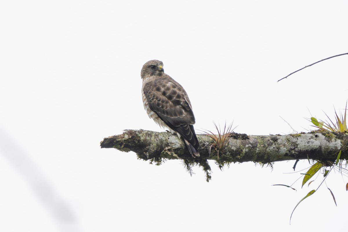 Broad-winged Hawk - Elías  Suárez