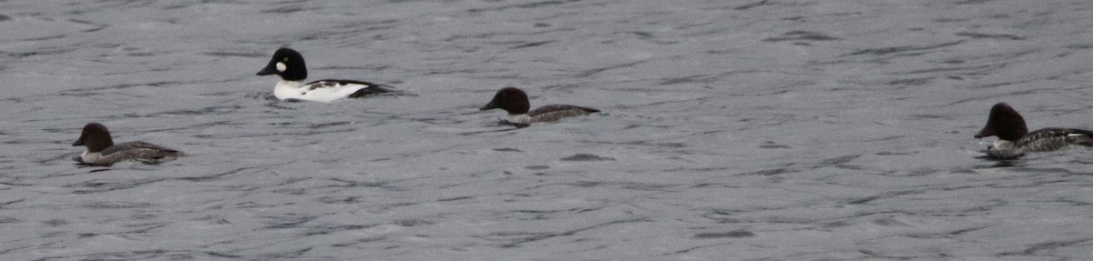 Common Goldeneye - ML276749721