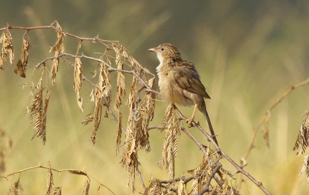 Common Babbler - Bhaarat Vyas