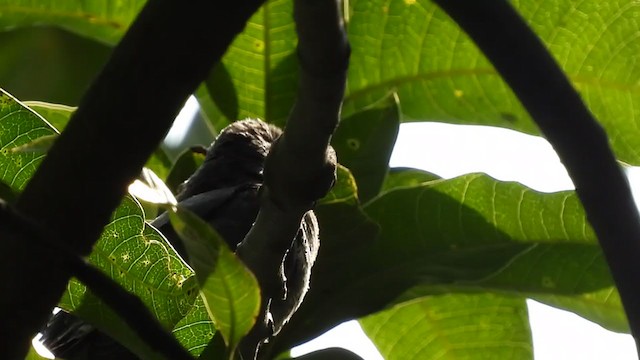 Gray-bellied Cuckoo - ML276752031