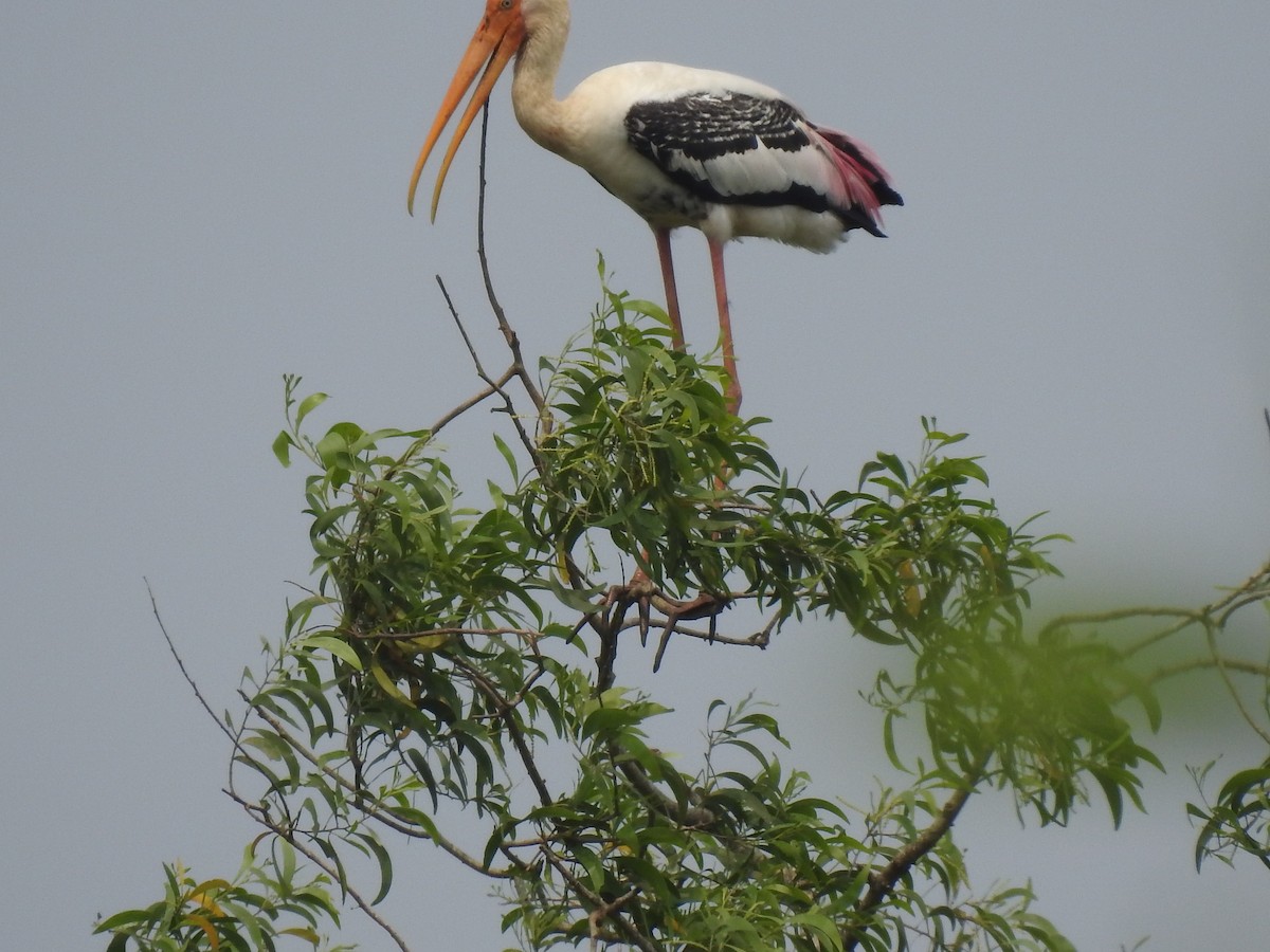Painted Stork - Raju Kidoor