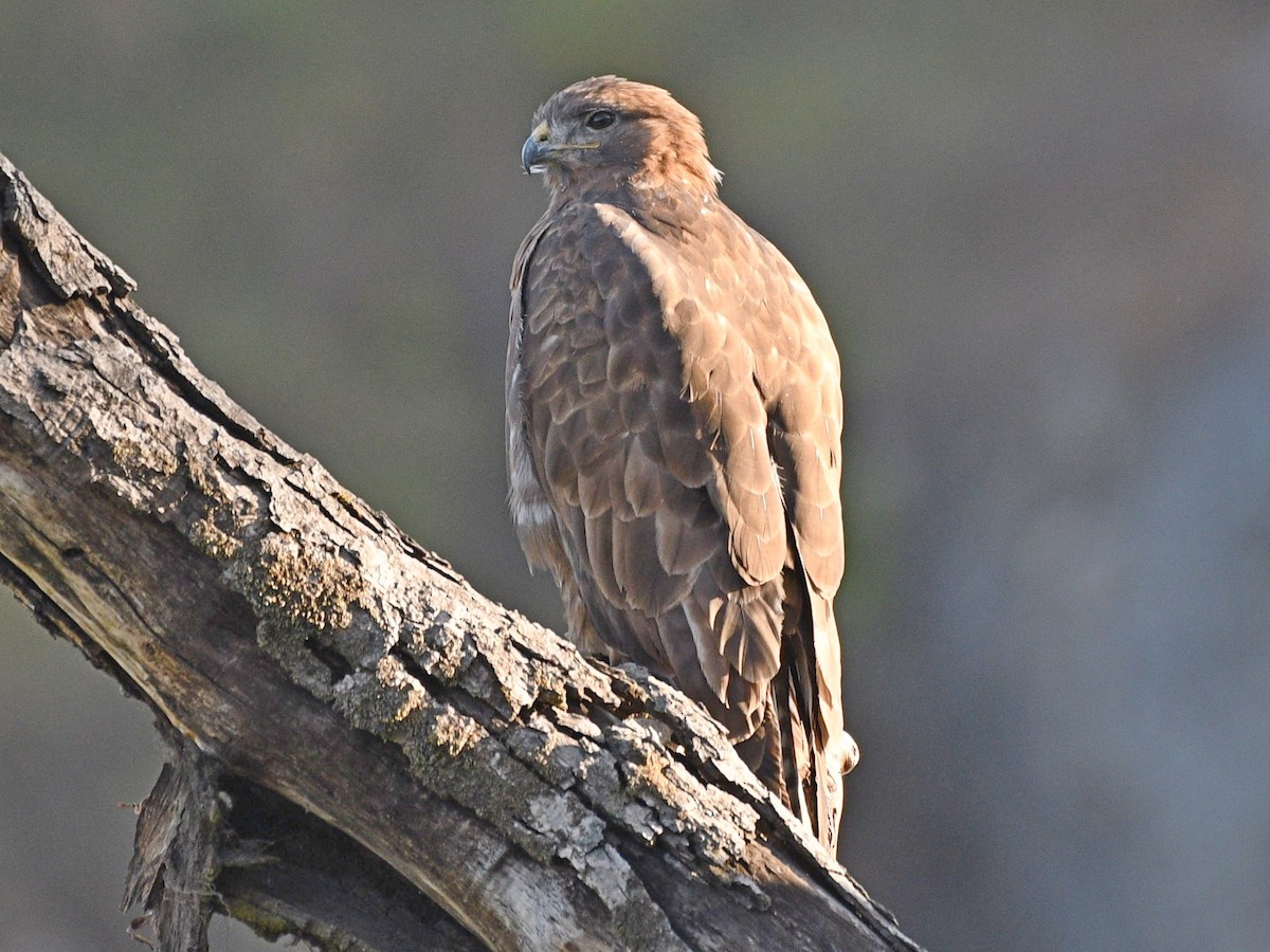 Himalayan Buzzard - ML276757161