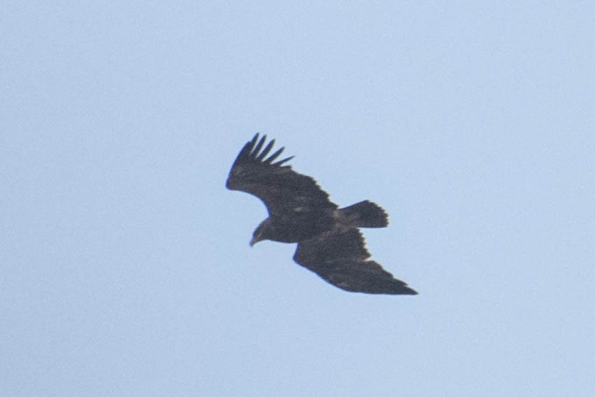 Lesser Spotted Eagle - ML276757261
