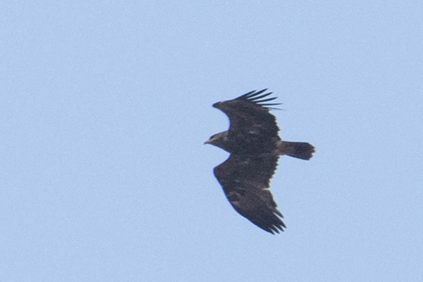 Lesser Spotted Eagle - ML276757271