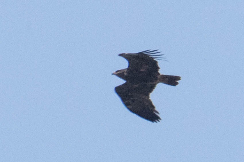 Lesser Spotted Eagle - ML276757281