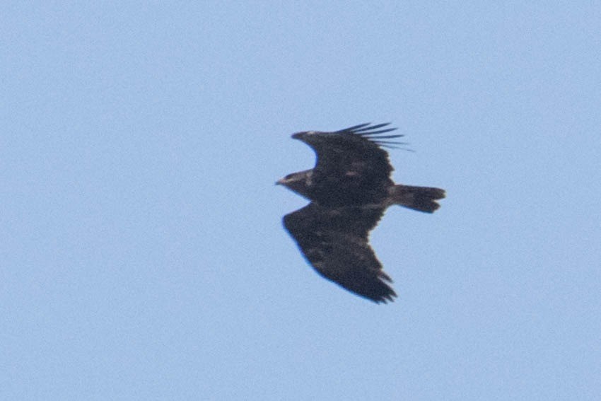 Águila Pomerana - ML276757281