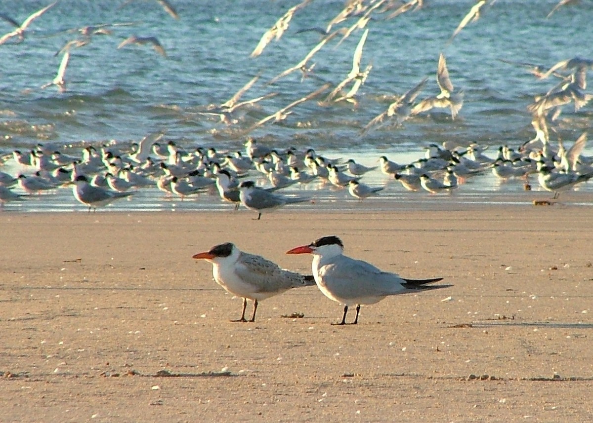 Caspian Tern - ML276757551