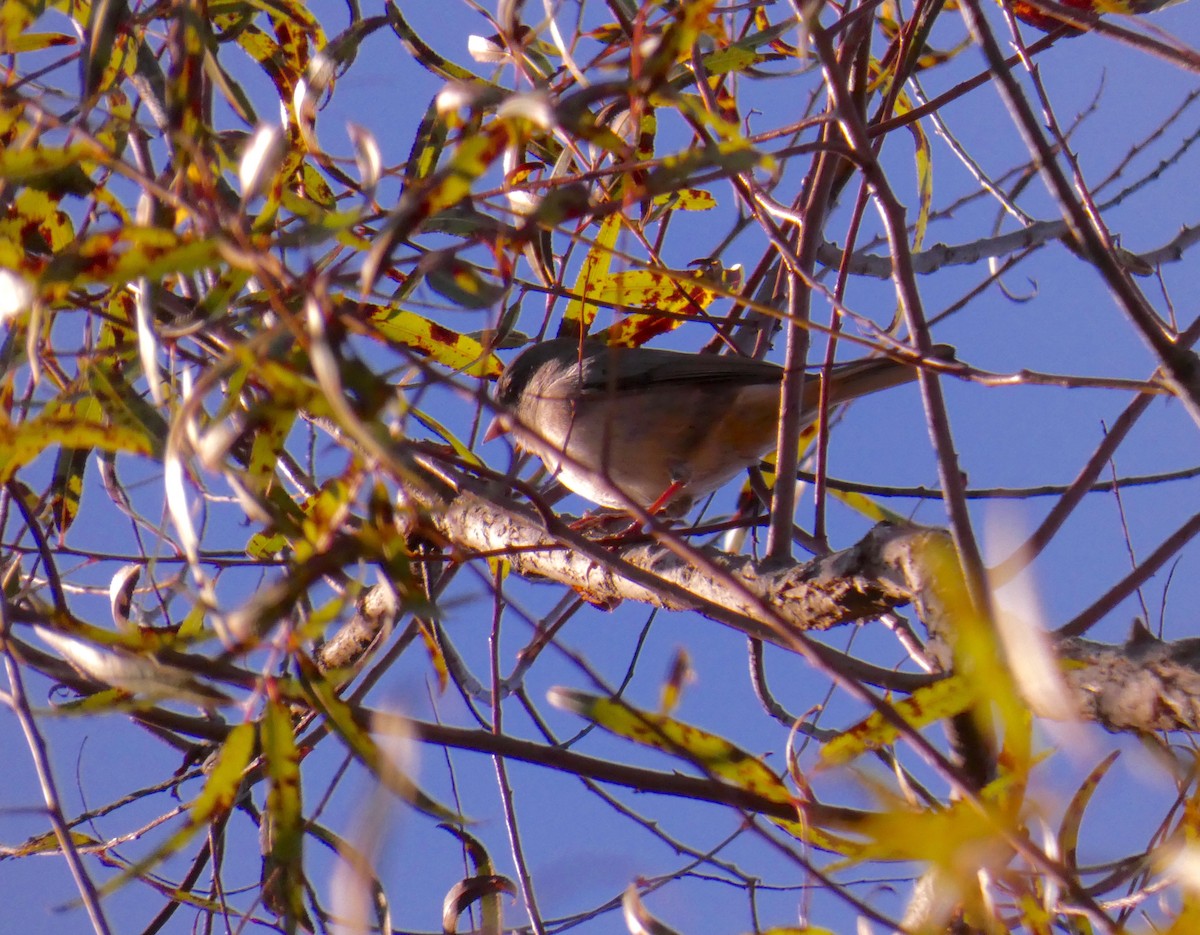 Dark-eyed Junco - ML276759421