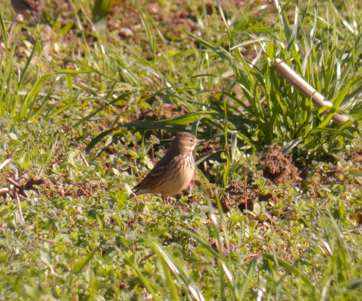 American Pipit - ML276760061