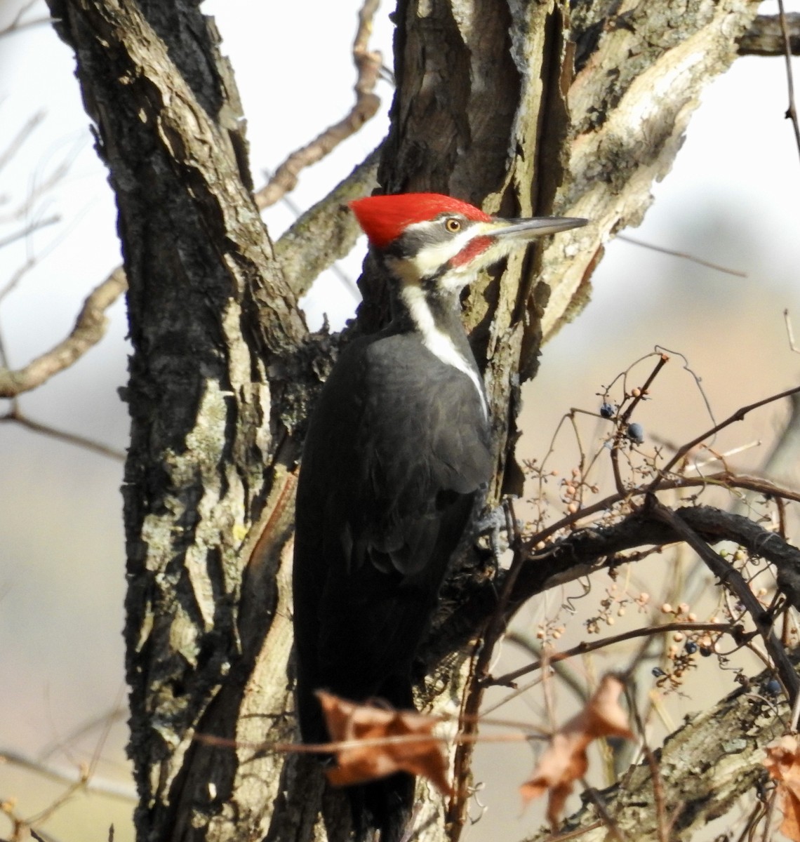 Pileated Woodpecker - ML276761181