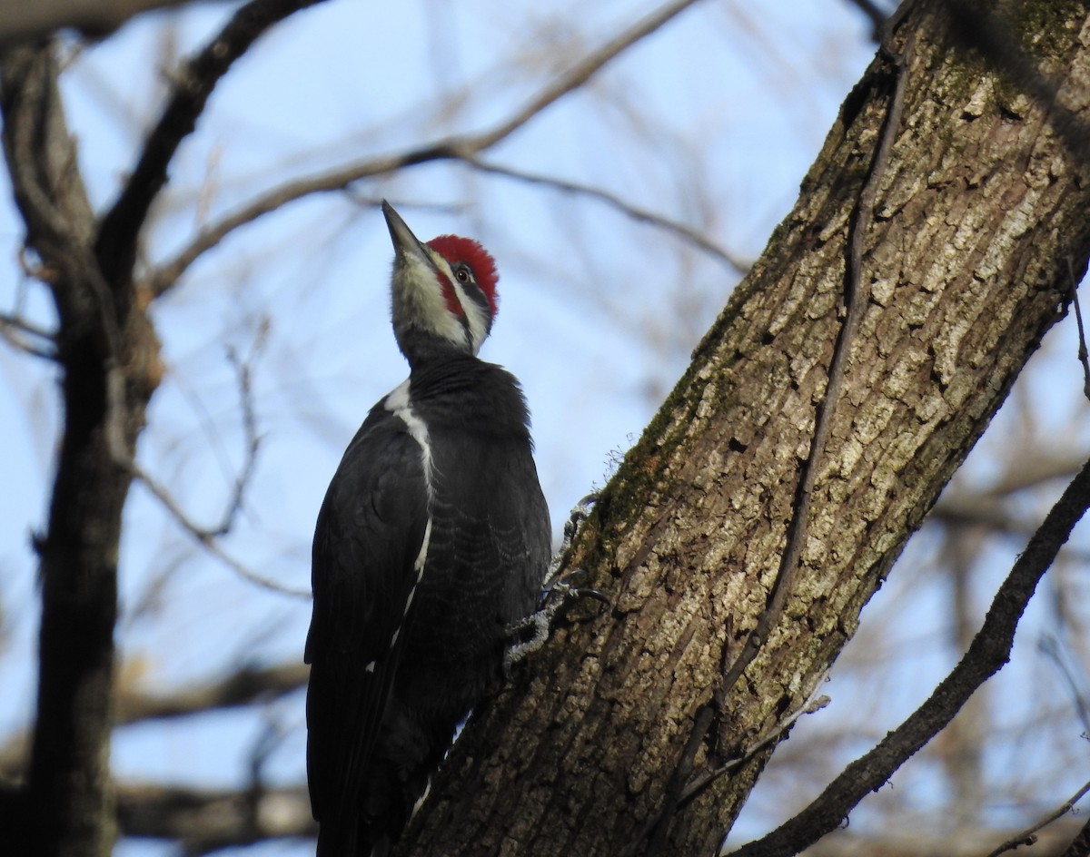 Pileated Woodpecker - ML276761201