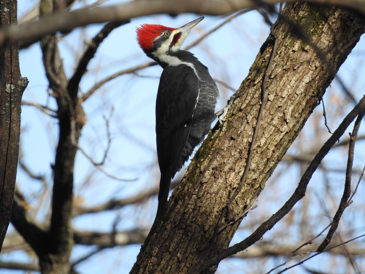 Pileated Woodpecker - Nick Giefer