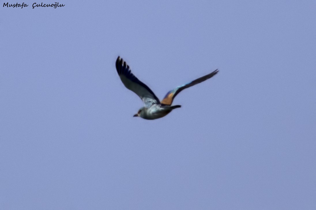 European Roller - ML27676161