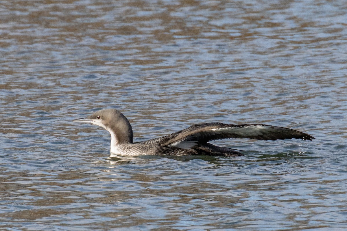 Pacific Loon - ML276761781