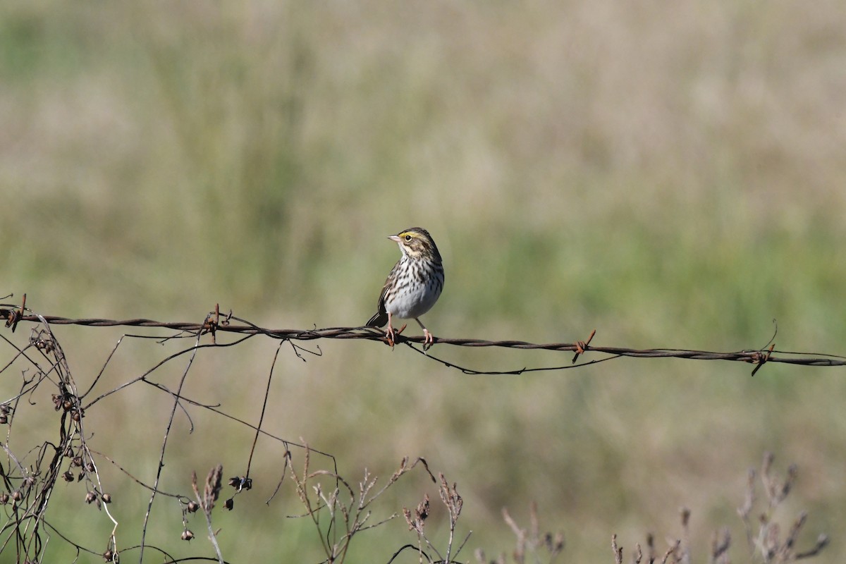 Savannah Sparrow - ML276763701