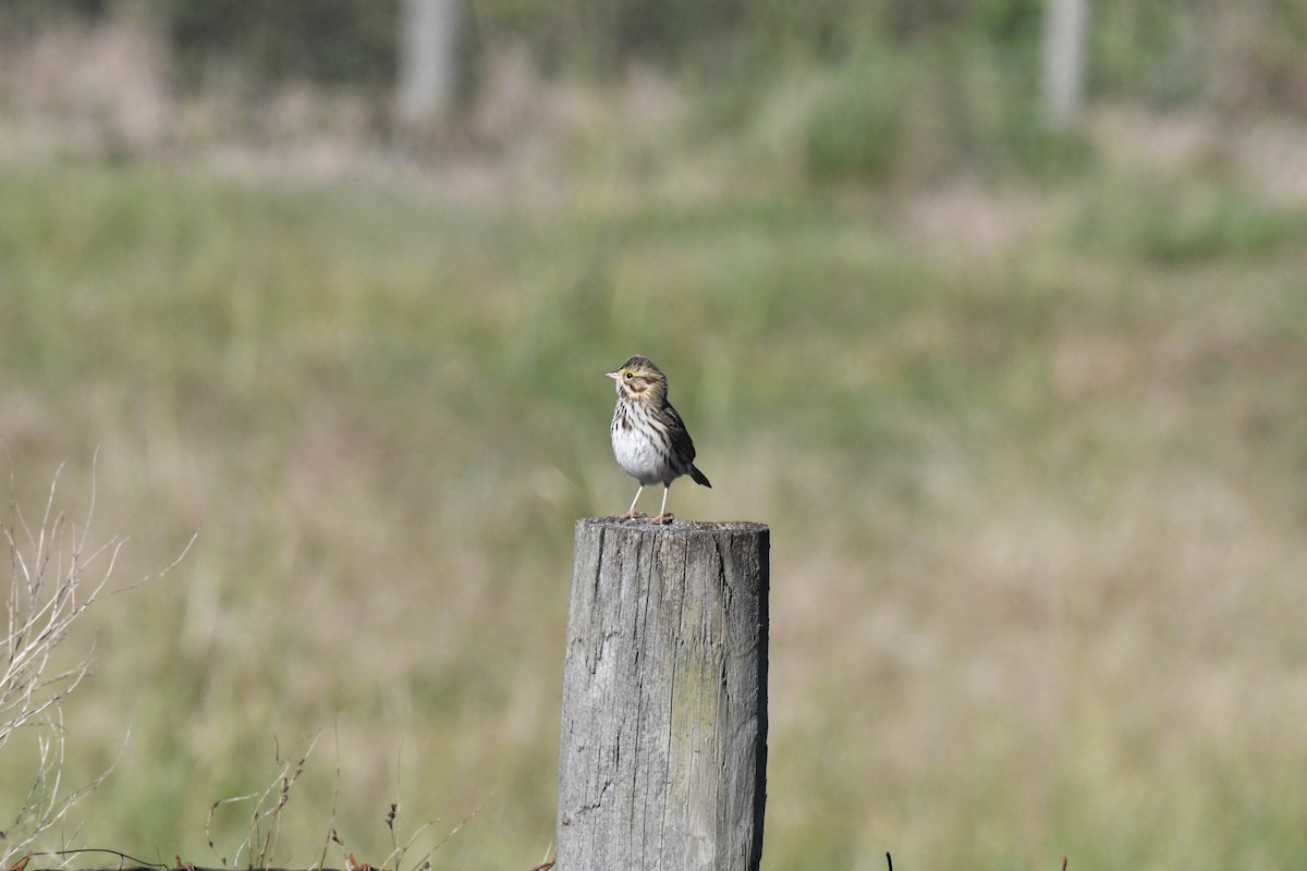 Savannah Sparrow - ML276763721