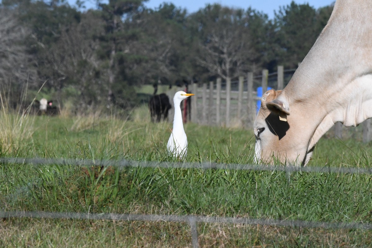 Western Cattle Egret - ML276764211