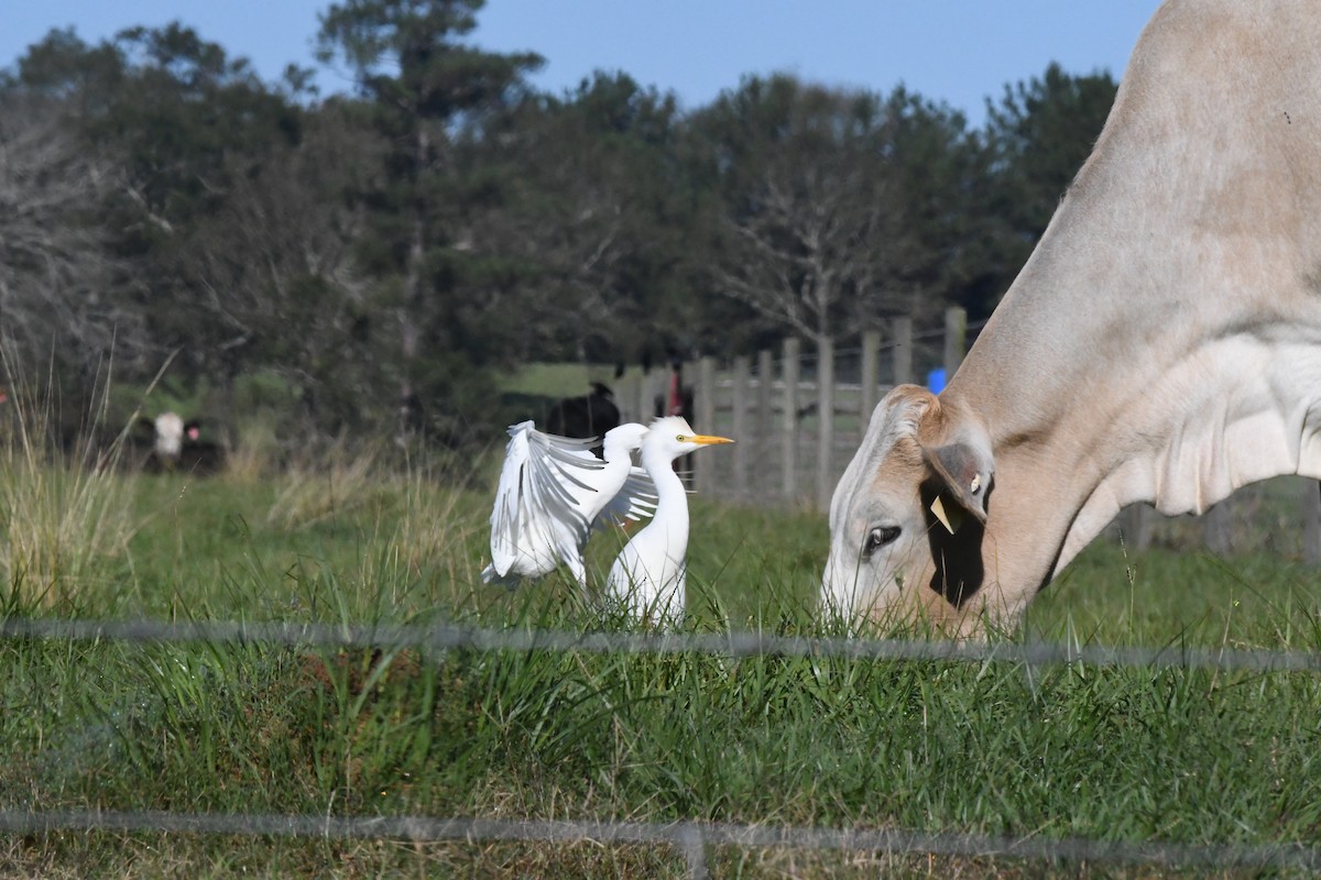Western Cattle-Egret - ML276764221