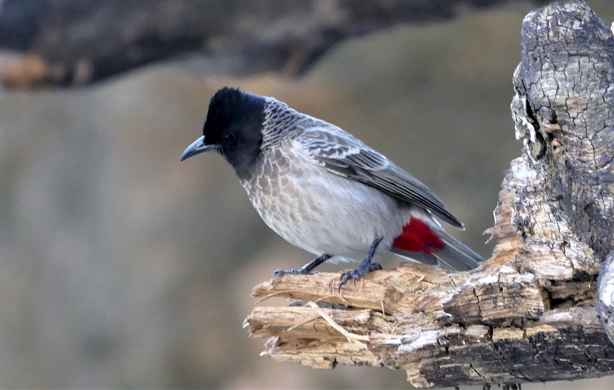Red-vented Bulbul - ML276768081