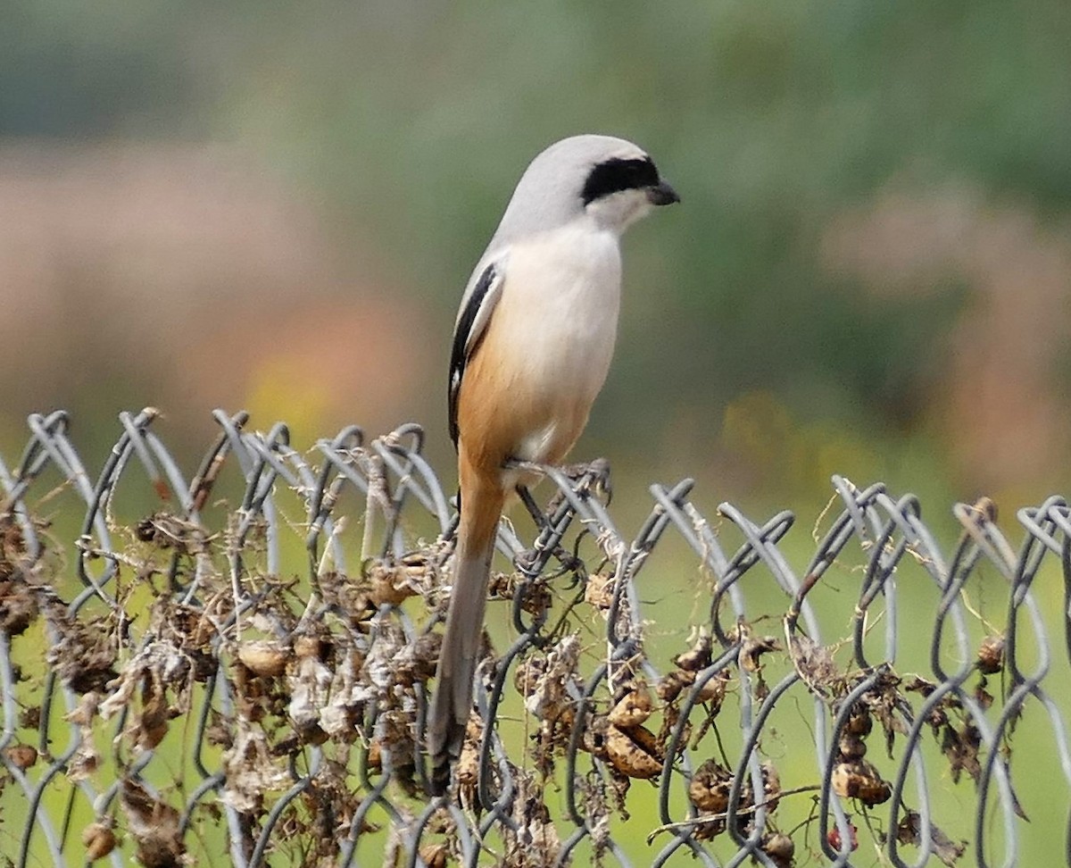 Long-tailed Shrike - Karen Thompson