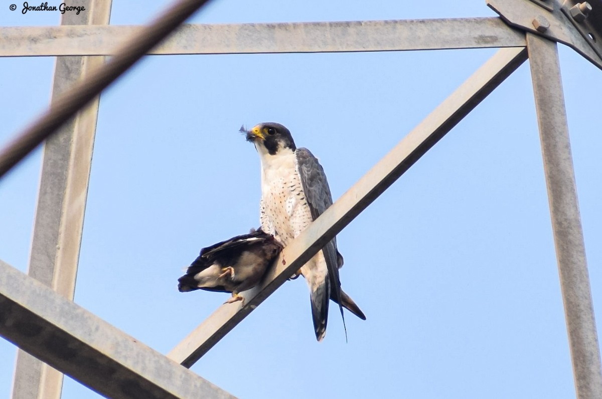 Peregrine Falcon - ML276770571