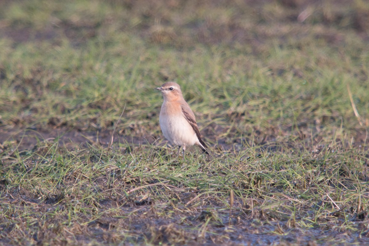 Northern Wheatear - ML276771161