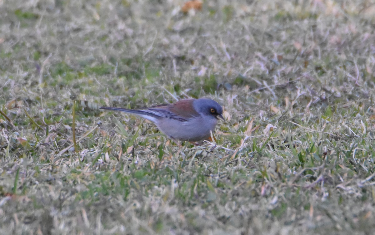 Yellow-eyed Junco - ML276773451