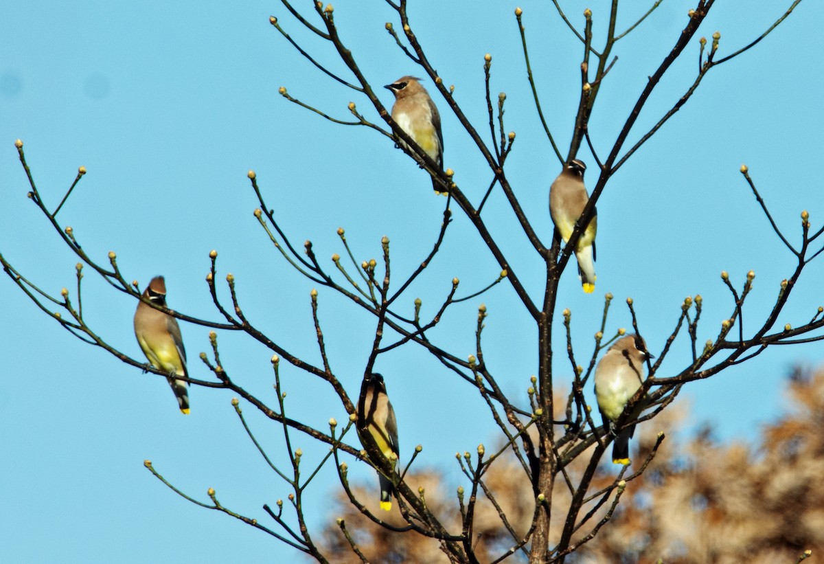 Cedar Waxwing - ML276774461