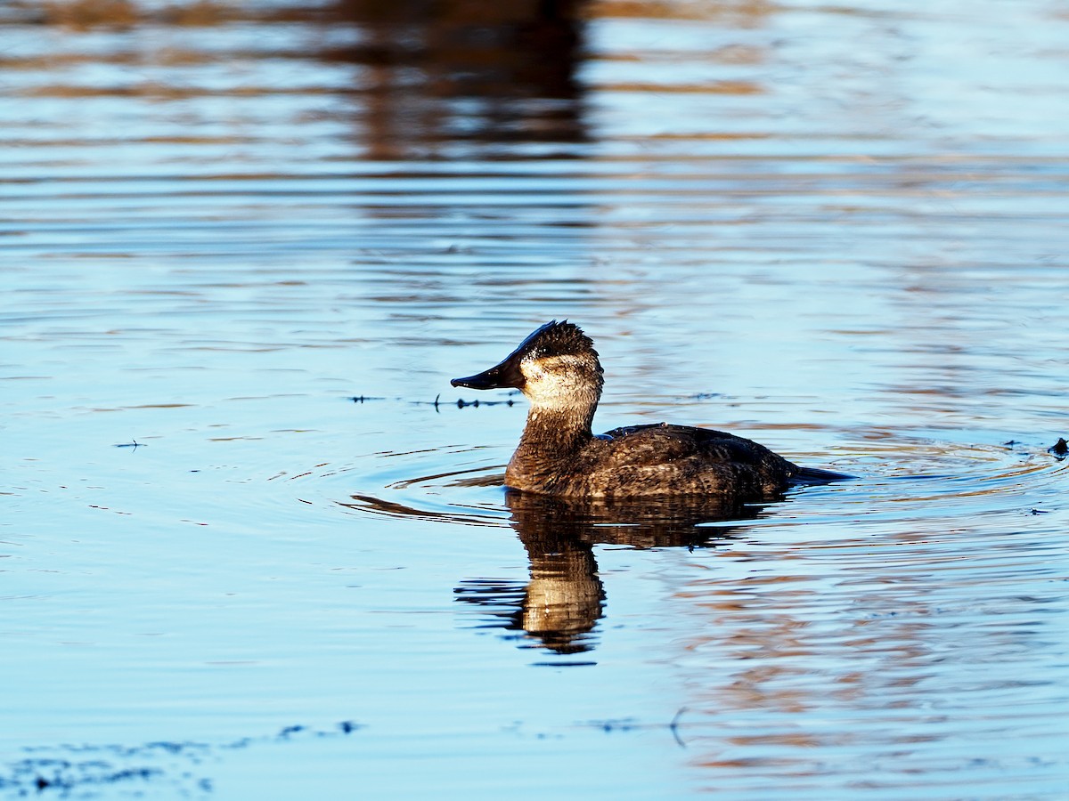 Ruddy Duck - ML276774861