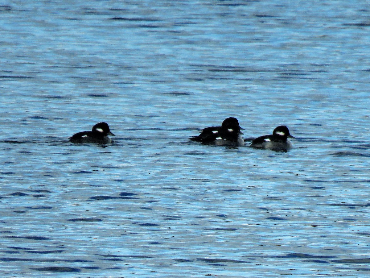 Bufflehead - ML276775741