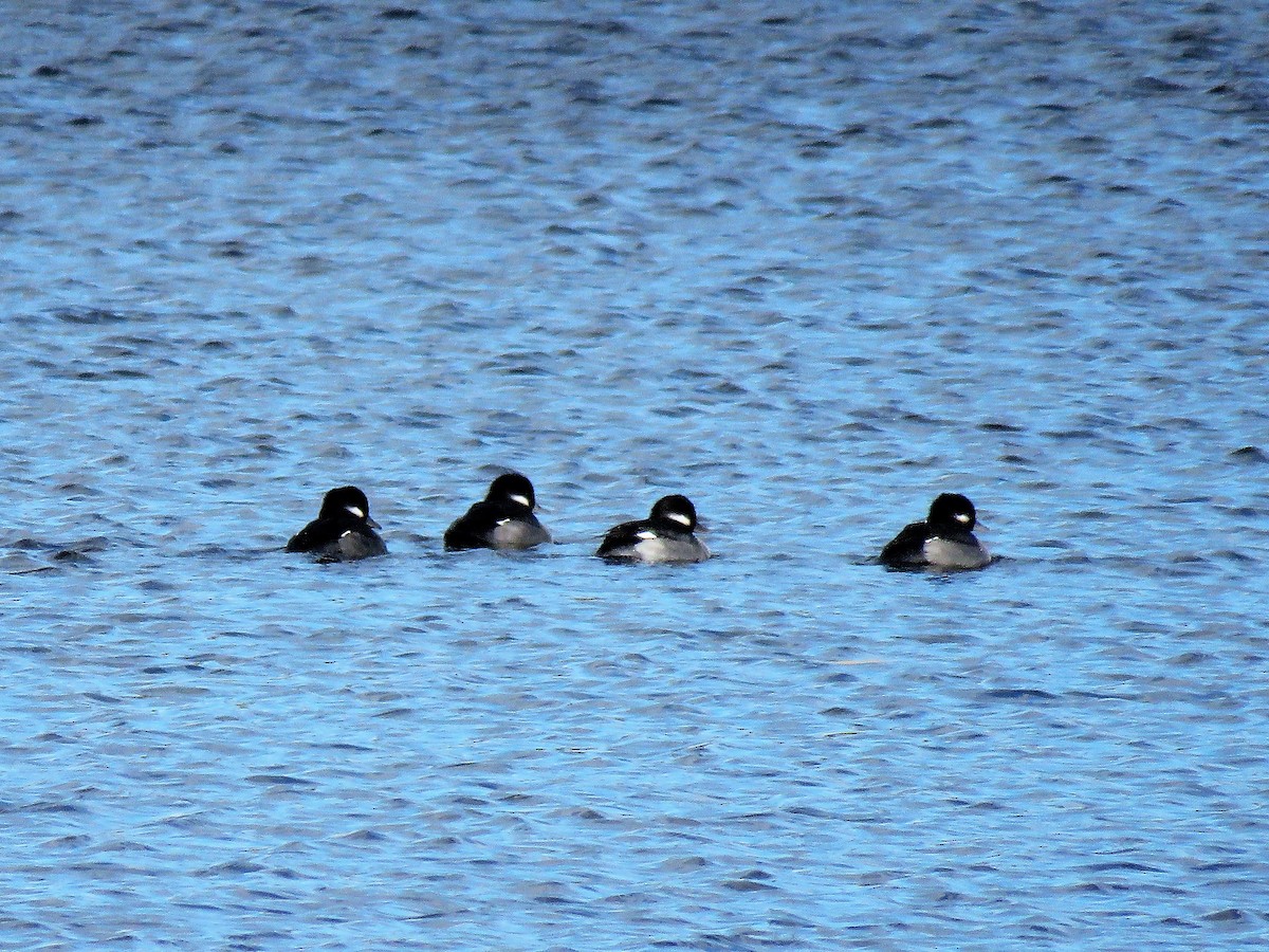 Bufflehead - ML276775791