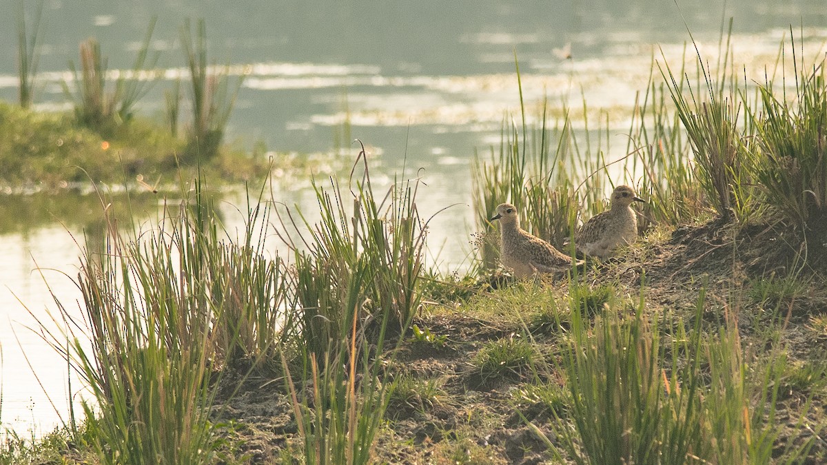 Pacific Golden-Plover - ML276776631