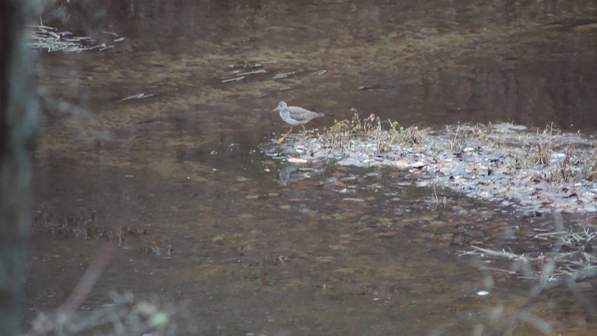 Greater Yellowlegs - ML276777101