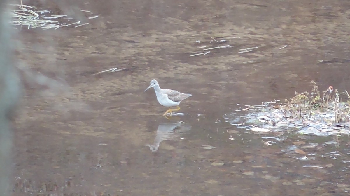 Greater Yellowlegs - ML276777131