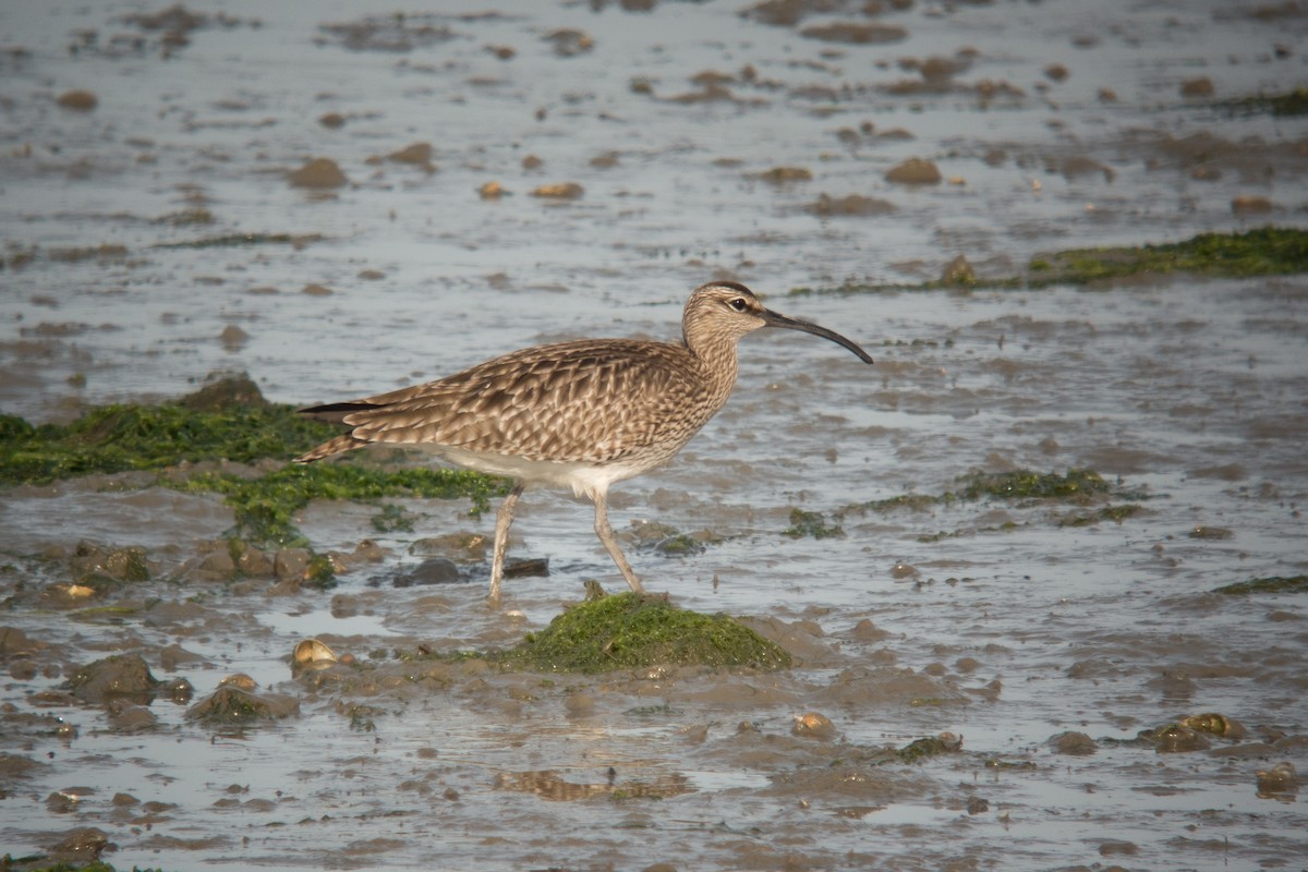 Whimbrel - Simon Colenutt