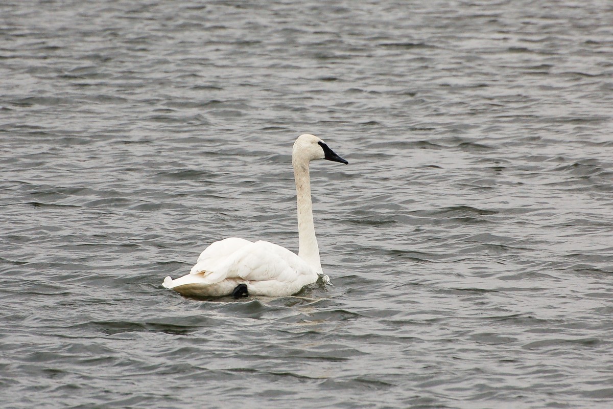 Trumpeter Swan - ML276778871