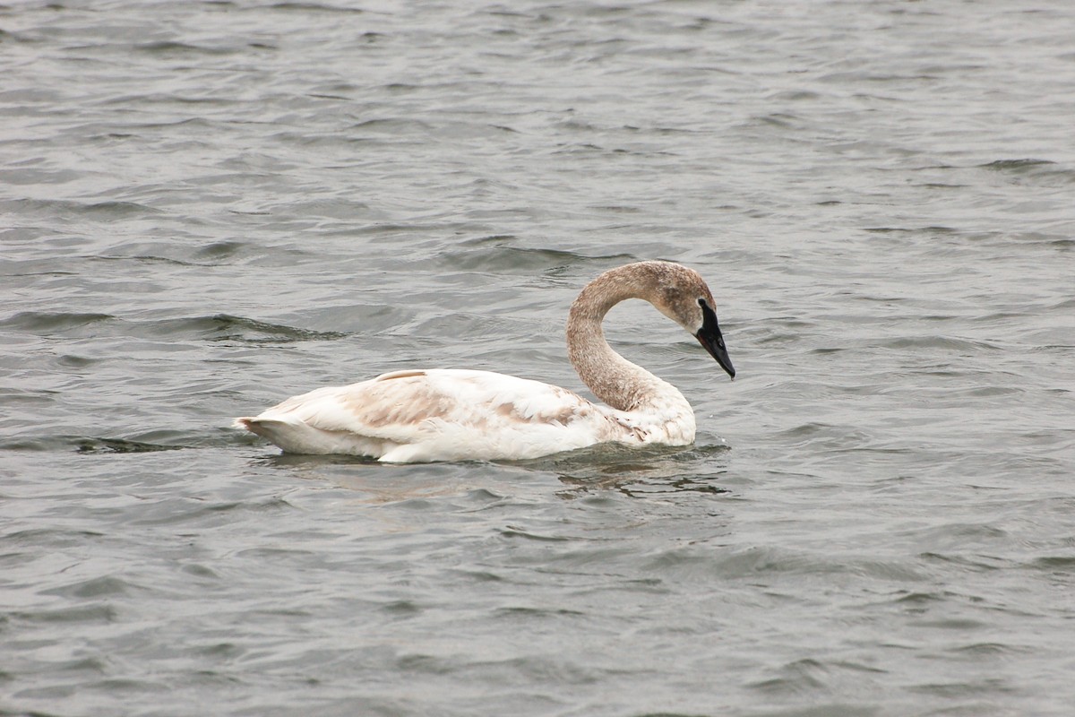 Trumpeter Swan - ML276778901