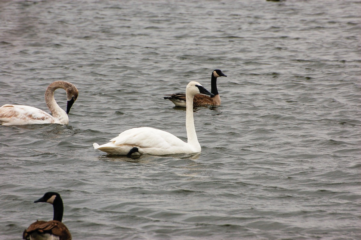 Trumpeter Swan - ML276778911