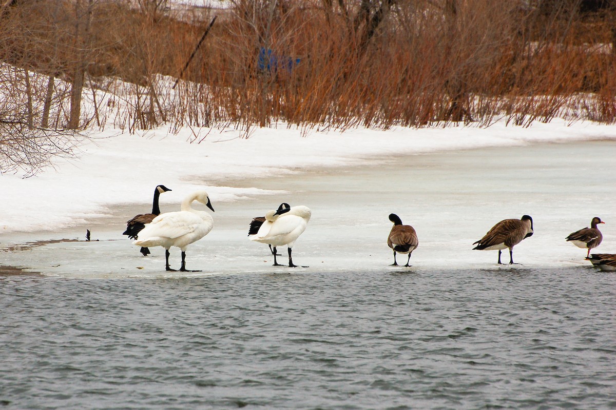 Trumpeter Swan - ML276778951