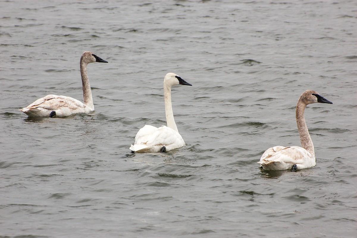 Trumpeter Swan - ML276778971
