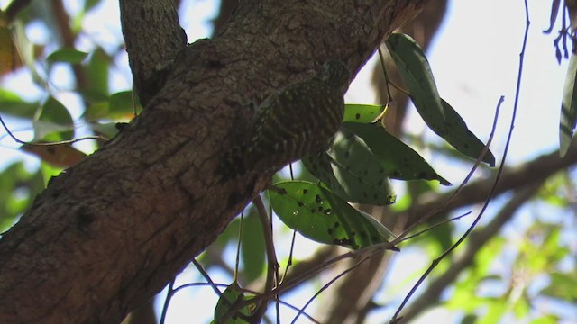 White-spotted Woodpecker - ML276779591