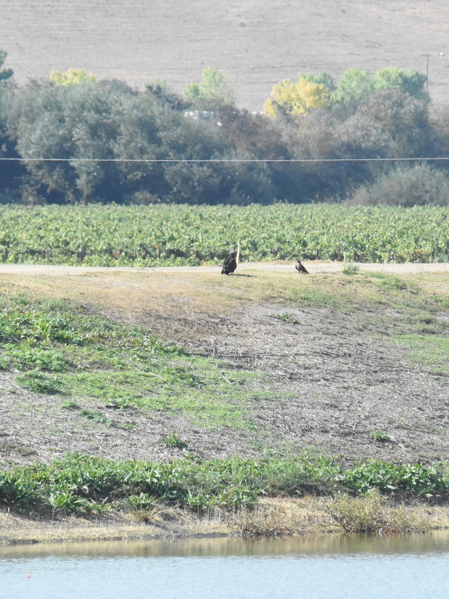 Turkey Vulture - ML276780081