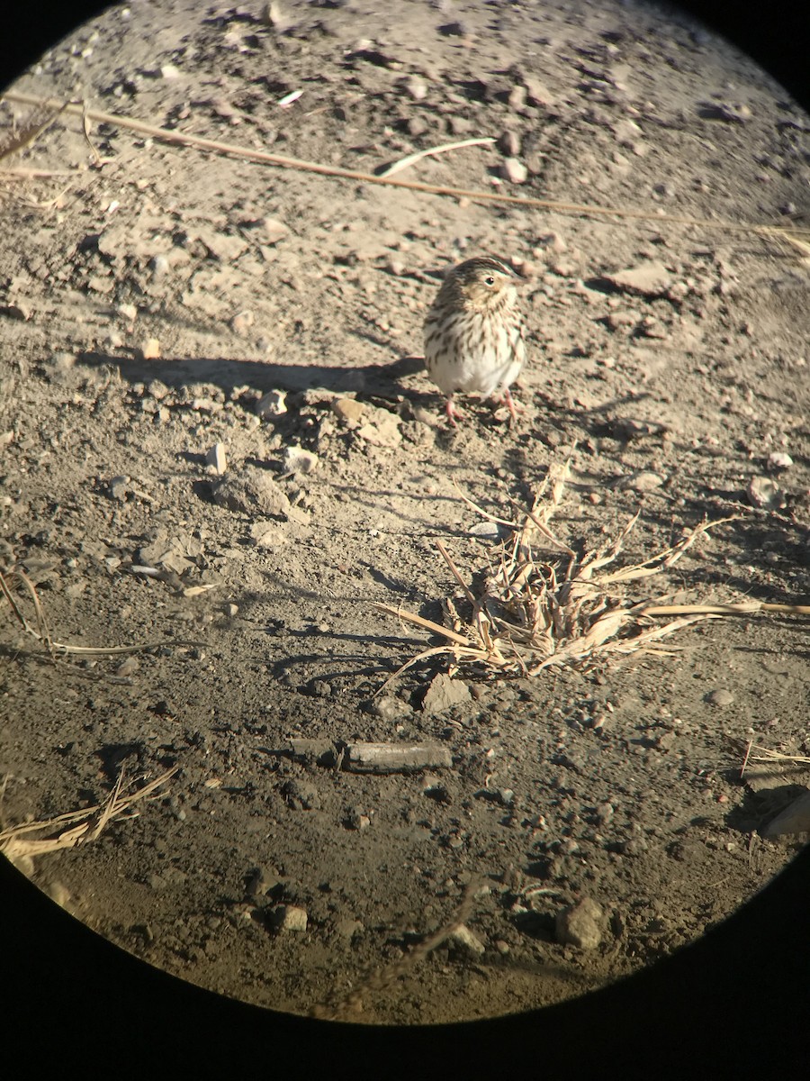 Savannah Sparrow - ML276780911