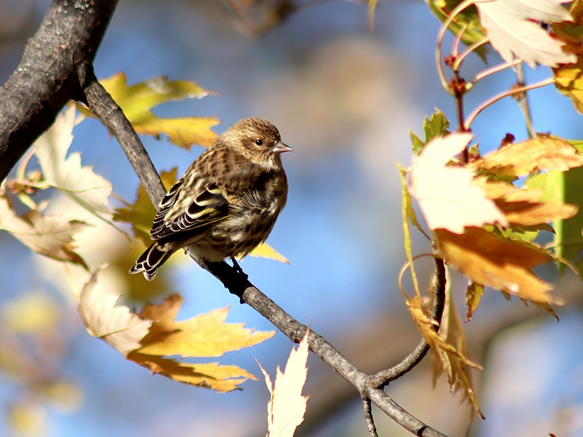 Pine Siskin - Sherry Plessner